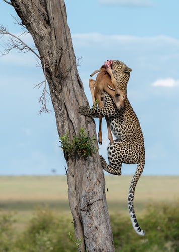 Africa Wildlife - Suzanne Cordeiro Photography
