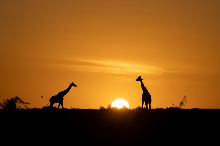 Africa Wildlife - Suzanne Cordeiro Photography