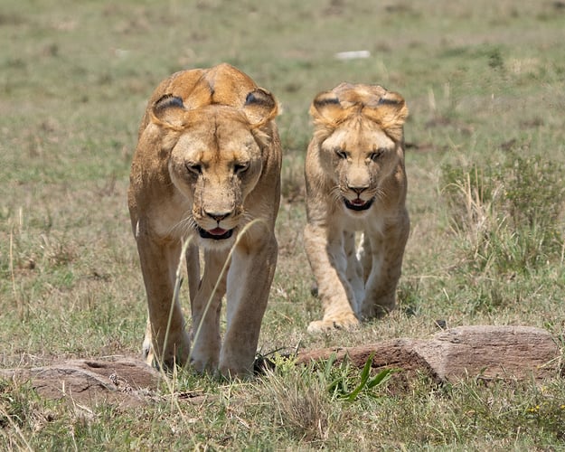 Africa Wildlife - Suzanne Cordeiro Photography
