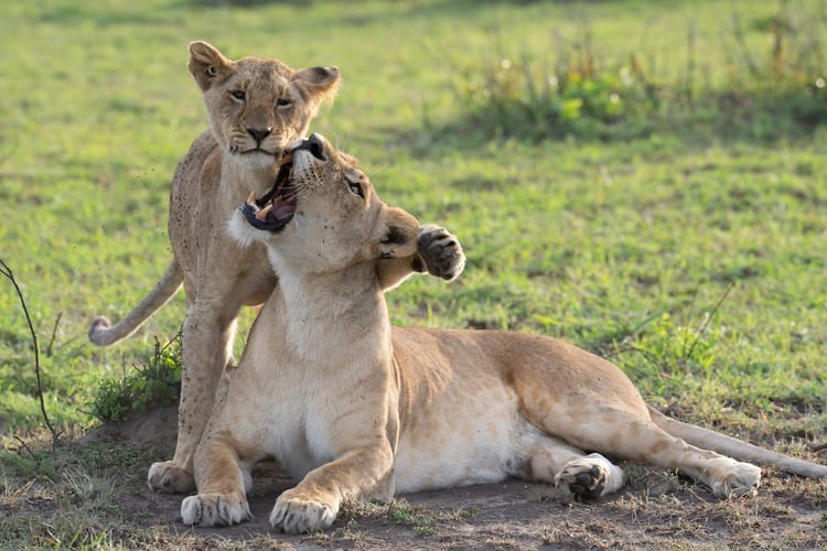 Africa Wildlife - Suzanne Cordeiro Photography