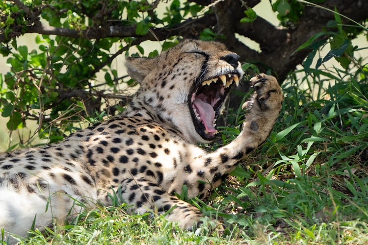 Africa Wildlife - Suzanne Cordeiro Photography