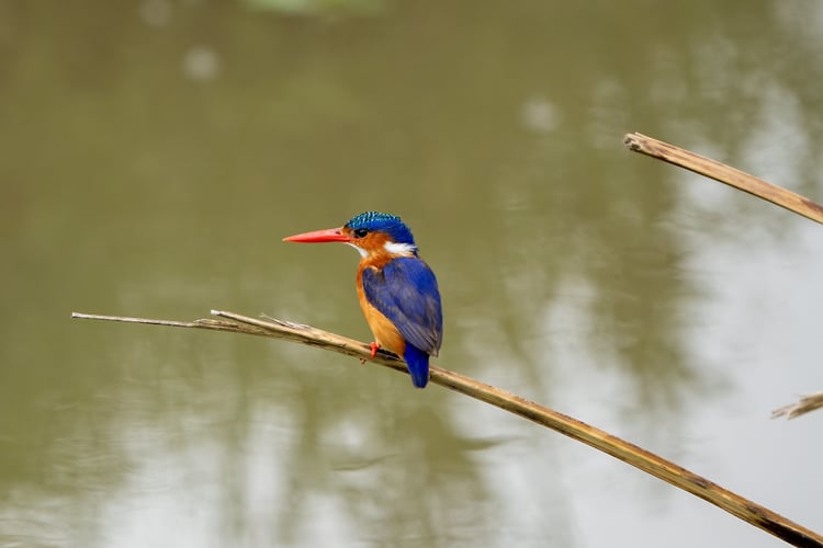 Africa Wildlife - Suzanne Cordeiro Photography