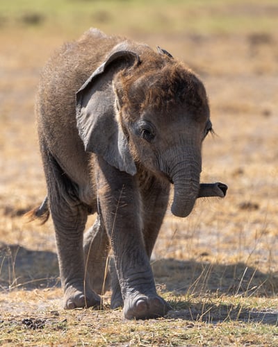 Africa Wildlife - Suzanne Cordeiro Photography