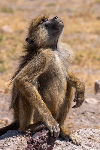 Africa Wildlife - Suzanne Cordeiro Photography