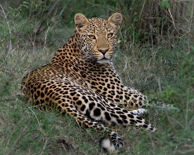 Africa Wildlife - Suzanne Cordeiro Photography