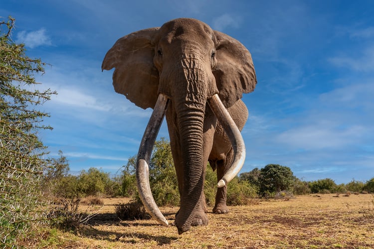 Africa Wildlife - Suzanne Cordeiro Photography