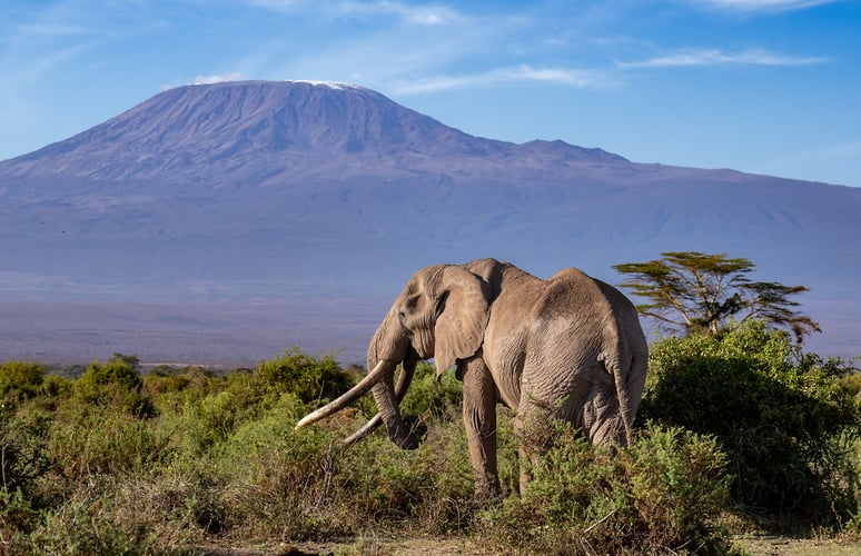 Africa Wildlife - Suzanne Cordeiro Photography