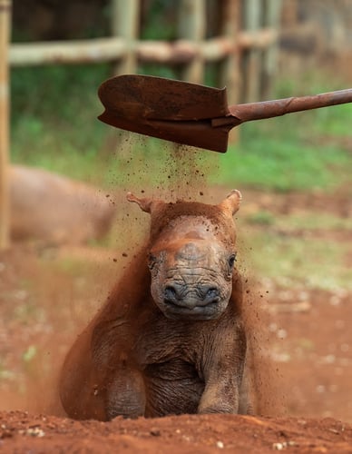 Africa Wildlife - Suzanne Cordeiro Photography