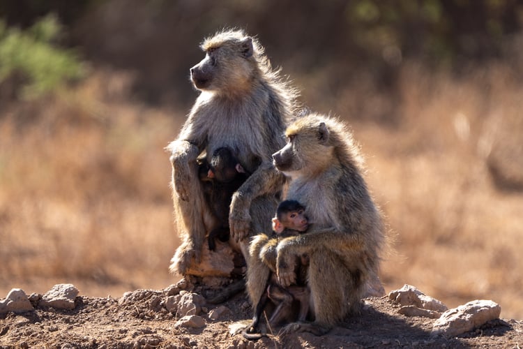 Africa Wildlife - Suzanne Cordeiro Photography
