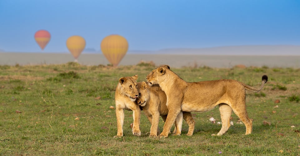 Africa Wildlife - Suzanne Cordeiro Photography