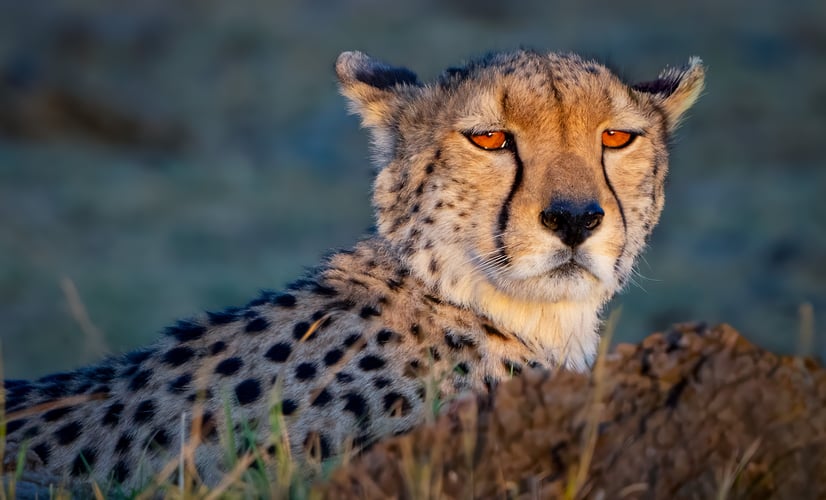 Africa Wildlife - Suzanne Cordeiro Photography